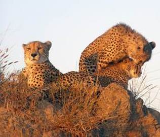Namib cheetahs